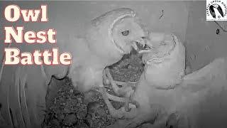 Wild Barn Owl Fight Over Nest Box! Crazy, Dramatic and Sad. Viewer Discretion advised.