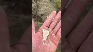 Miocene Animal Bones in the Owyhee Mountains! #rockhounding #fossil #bones #gems