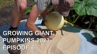 Growing Giant Pumpkins 2023 Episode 6 - Pumpkin Positioning