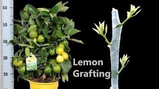 Grafting Citrus Tree - Cleft Grafting Fruit Tree