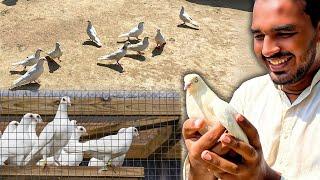 New Pigeon Buy Kar Liye Alhamdulillah|| Bhai Ny Surprize De Diya