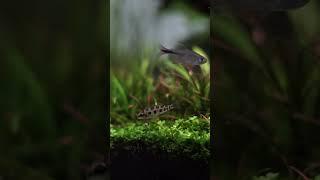 90P Nature Aquarium after 2 month  #aquascaping #aquarium #aquascape