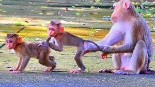 Look so Cute & really funny.! Cutie Moken playing with BB Sariki happily while Moka asking for food!