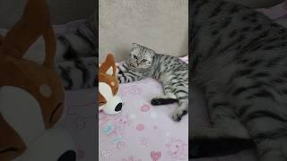 Melisa#shortvideo #cat #catlover #funny #pets #shorts