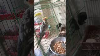 My cockatiel bird #parrot #cute #pets #cockatiel #youtube #youtubeshorts