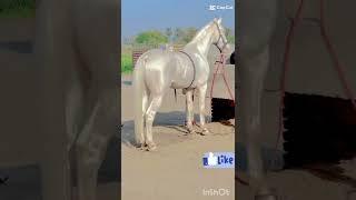 Most Beautiful White Horse  #shorts #viral #trending #viralvideo