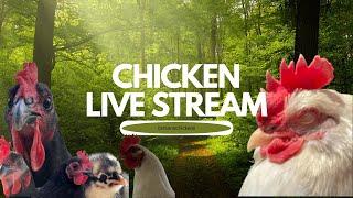 Carson's Chickens LIVE The Ultimate Farm Experience (12000 soon)