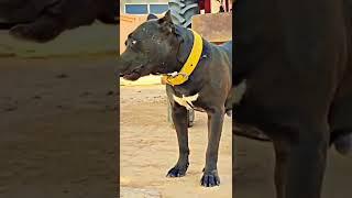 Sidhu Moose wala new song ll Dawood ll#song #pittbull #Sidhu Moose wala #viral ll