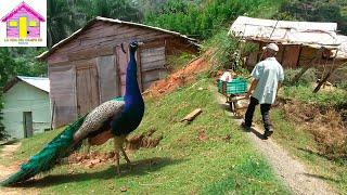 LA VIDA DEL CAMPO EN REPUBLICA DOMINICANA RUTA JARABACOA A MANABAO