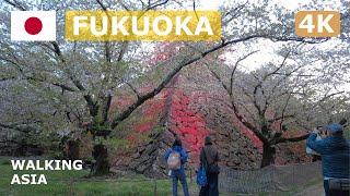  Japan, Fukuoka: Fukuoka Castle Ruins & Maizuru Park Walking Tour - 4K