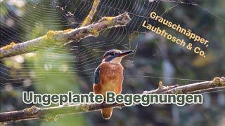 Ungeplante Begegnungen: Herbstsonne genießen mit Grauschnäpper, Laubfrosch & Co. 🪵