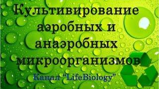 Культивирование аэробных и анаэробных микроорганизмов