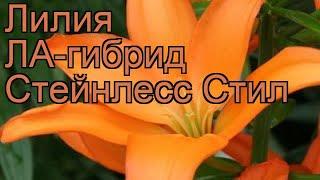 Лилия ла-гибрид Стейнлесс Стил  обзор: как сажать, луковицы лилии Стейнлесс Стил