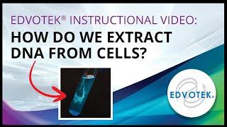 Edvotek Instructional Video: How do we extract DNA from cells?