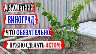  Что нужно делать с ДВУХЛЕТНИМ КУСТОМ винограда летом. Уход, подвязка, пасынкование, полив.