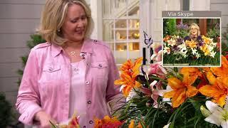 Barbara King 6-Piece Reblooming Mixed Daylilies Live Plants on QVC