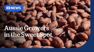 Australian chocolate gains a competitive edge in global cocoa shortage | ABC NEWS