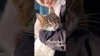 Ласковая киса  Kitty                                                       #cat #пушистик #shorts