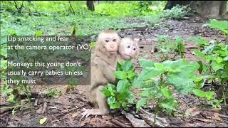 Abandoned monkeys- what happens when social media 'pets' are no longer cute