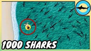 1000's of Blacktip SHARKS are too CLOSE to this Florida BEACH! 