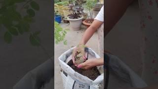 How to use garden waste and coconut husk #youtubeshorts #gardeningwithprerna #shorts