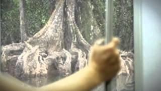 Proboscis Monkey Endangered Animal Campaign