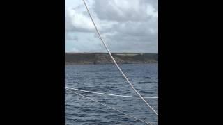 Common Dolphins off the coast of Cornwall, with Marine Discovery Penzance