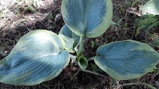 #hosta #хоста #известнаяхоста / Самая известная хоста Фрэнсис Вильямс ( лат.hosta  Frances Williams)