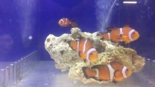 Sustainable Aquatics Fancy Longfin Clownfish