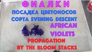 ФИАЛКИ. Посадка цветоносов сорта Evening Descent. AFRICAN VIOLETS. Propagation by the bloom stack.