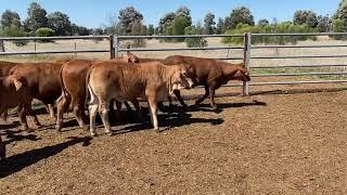 HNK family trust heifers 8/10/21