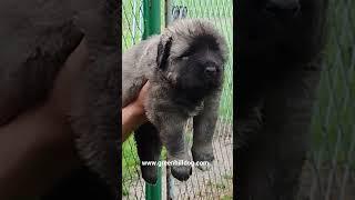 Caucasian Shepherd #caucasianmountaindog #caucasianovcharka #caucasianshepherd  #dogsofinstagram