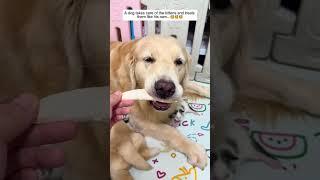 A dog takes care of the kittens and treats them like his own.