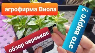 Обзор черенков из агрофирмы Виола / Осенний заказ черенков/Проблемы