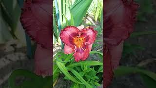 лилейник "Ночная бабочка" . Hemerocallis "Nocturnal Butterfly"