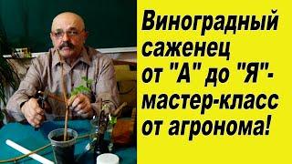 Вегетирующие саженцы винограда Ч.1., - во  всех  тонкостях!