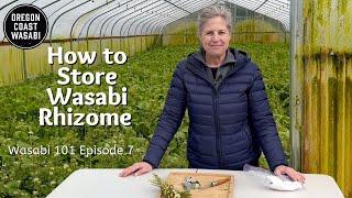 How to Store Wasabi Rhizome - Wasabi 101 Episode 7