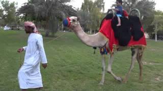 BABY HAROLD RIDING A CAMEL