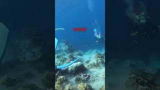 Terrified Divers Experience Earthquake