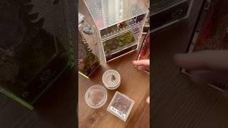 Rehousing 4 jumping spiders!