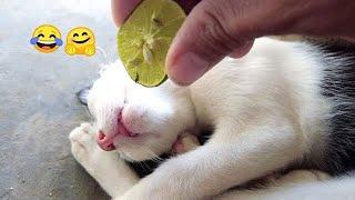 Cat pranked  - Troll Prank cat vs lemon  #shorts #cats