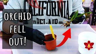 What to do if your Orchid falls out of its pot? - Orchid Care for Beginners