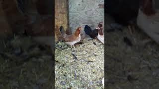 Kelso Brood Pen. American Outlaw Genetics.