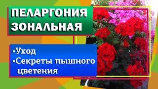 Пеларгония зональная. Бабушкина герань. Уход. Секреты пышного цветения.