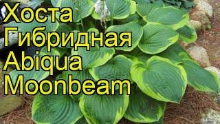 Хоста гибридная Абикуа Мунбеам. Краткий обзор, описание характеристик hosta hybridum Abiqua Moonbeam