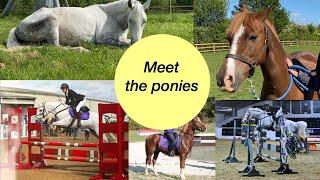 MEET THE PONIES | 2/2