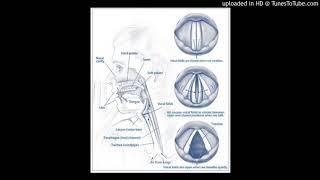 The Vocal Cords (Vocal Folds)
