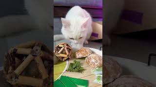 АЛЯСКА ЛЮБИТ МЯТУ?!  #cat #cats