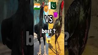 which one is better Aseel ? vs #Aseel #viral #birds