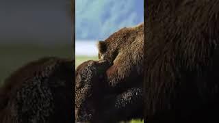 Bear Cam #viral #ytshort #trendingshorts #mostpopular